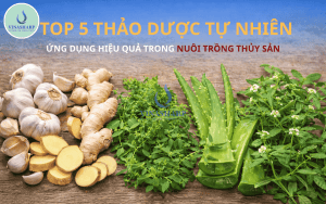 TOP 5 THẢO DƯỢC TỰ NHIÊN ỨNG DỤNG HIỆU QUẢ TRONG NUÔI TRỒNG THỦY SẢN