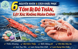 6 NGUYÊN NHÂN & GIẢI PHÁP XỬ LÝ TÔM BỊ ĐỎ THÂN, LỘT XÁC KHÔNG HOÀN CHỈNH HIỆU QUẢ BỀN VỮNG