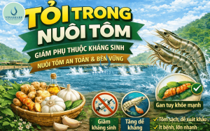 5 CÔNG DỤNG CỦA TỎI TRONG NUÔI TÔM GIÚP HẠN CHẾ BỆNH VÀ GIẢM PHỤ THUỘC KHÁNG SINH