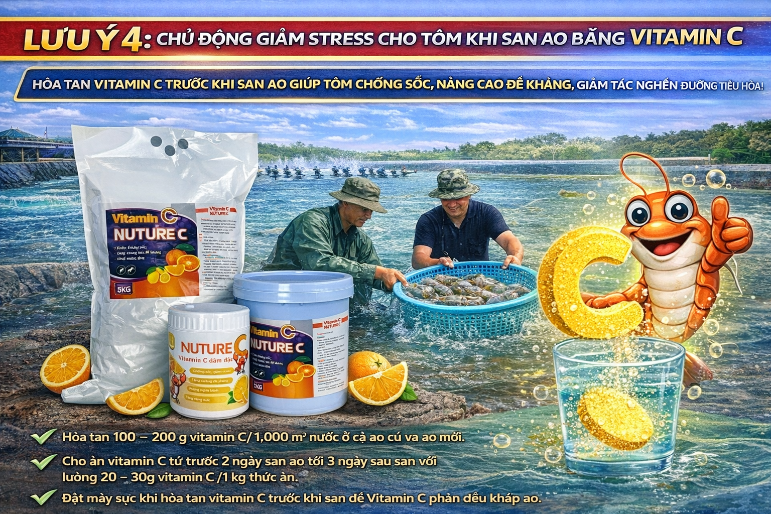 LƯU Ý 4: CHỦ ĐỘNG GIẢM STRESS CHO TÔM KHI SAN AO BẰNG VITAMIN C