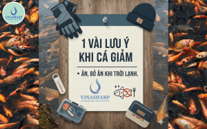 1 VÀI LƯU Ý KHI CÁ GIẢM ĂN, BỎ ĂN KHI TRỜI LẠNH