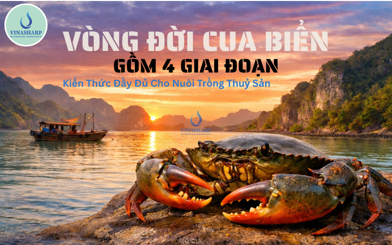 Vòng đời cua biển gồm 4 giai đoạn – Kiến thức đầy đủ cho nuôi trồng thủy sản