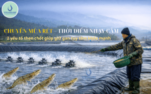 CHUYỂN MÙA RÉT – THỜI ĐIỂM “NHẠY CẢM”: 2 YẾU TỐ THEN CHỐT ĐỂ GIỮ GAN TỤY TÔM KHỎE MẠNH.