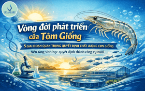 Vòng đời phát triển của tôm giống: 5 giai đoạn quan trọng quyết định chất lượng con giống