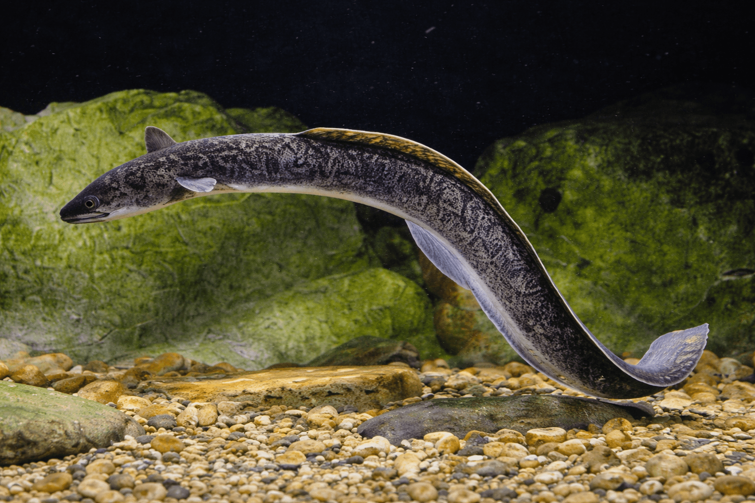 Cá chình bông sinh sản (Silver eel)