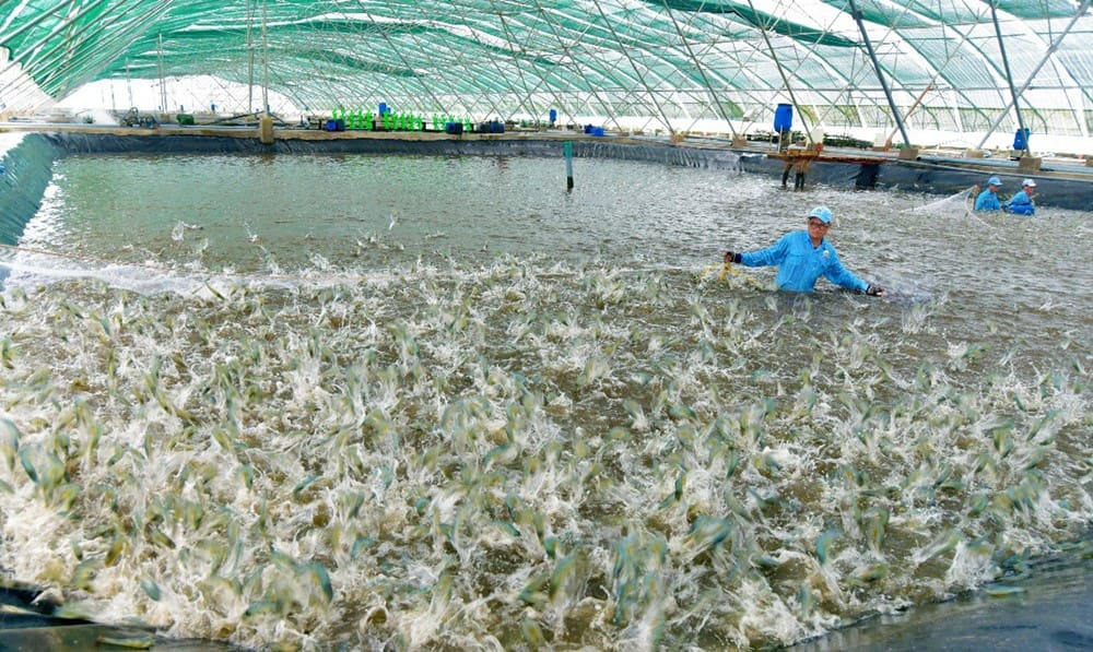 tác động đến người nuôi