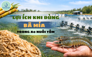 1 VÀI CÁCH SỬ DỤNG BÃ MÍA TRONG NUÔI TÔM HIỆU QUẢ, GIẢM KHÍ ĐỘC, ỔN ĐỊNH AO NUÔI