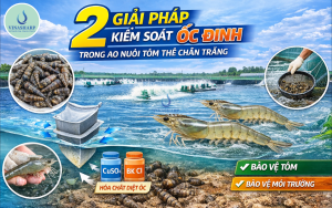 2 Giải Pháp Kiểm Soát Ốc Đinh Hiệu Quả Trong Ao Nuôi Tôm Thẻ Chân Trắng