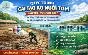 Quy Trình Cải Tạo Ao Nuôi Tôm Sau Tết Chuẩn Kỹ Thuật 2026