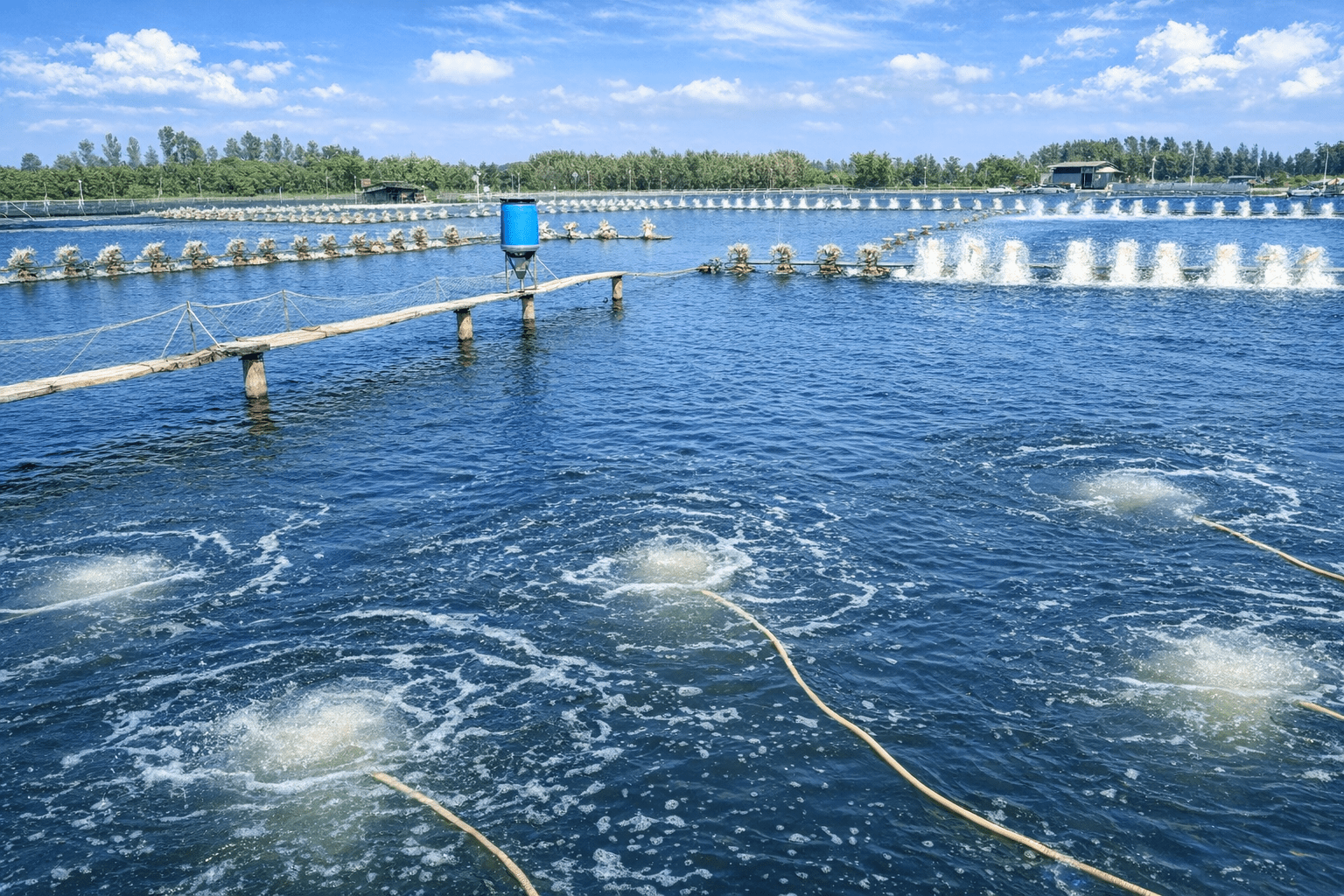 Thời Điểm Cải Tạo Ao Nuôi Tôm Năm 2026