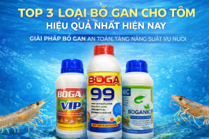TOP 3 LOẠI BỔ GAN CHO TÔM HIỆU QUẢ NHẤT HIỆN NAY – GIẢI PHÁP BỔ GAN AN TOÀN, TĂNG NĂNG SUẤT VỤ NUÔI