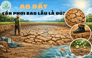 AO ĐẤT CẦN PHƠI BAO LÂU LÀ ĐỦ? 5 BƯỚC HƯỚNG DẪN KỸ THUẬT PHƠI AO