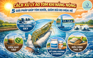 CÁCH XỬ LÝ AO TÔM KHI NẮNG NÓNG – 5 GIẢI PHÁP GIÚP TÔM KHỎE, GIẢM RỦI RO MÙA HÈ.