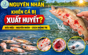 Tại Sao Mùa Nắng Nóng Cá Hay Bị Xuất Huyết? Chỉ 1 Thay Đổi Nhỏ Trong Ao Nuôi Có Thể Làm Cá Bị Xuất Huyết Hàng Loạt