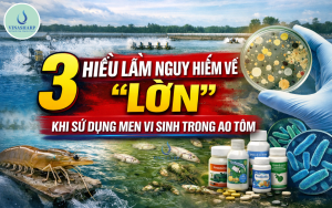 3 HIỂU LẦM NGUY HIỂM VỀ “LỜN” KHI DÙNG MEN VI SINH TRONG AO TÔM