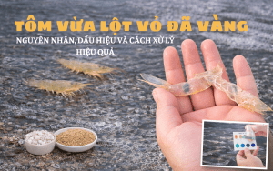 TÔM VỪA LỘT VỎ ĐÃ VÀNG: NGUYÊN NHÂN, DẤU HIỆU VÀ CÁCH XỬ LÝ HIỆU QUẢ