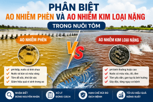 PHÂN BIỆT AO NHIỄM PHÈN VÀ AO NHIỄM KIM LOẠI NẶNG TRONG NUÔI TÔM