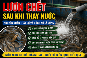 Lươn chết sau khi thay nước: Nguyên nhân thật sự và cách xử lý đúng
