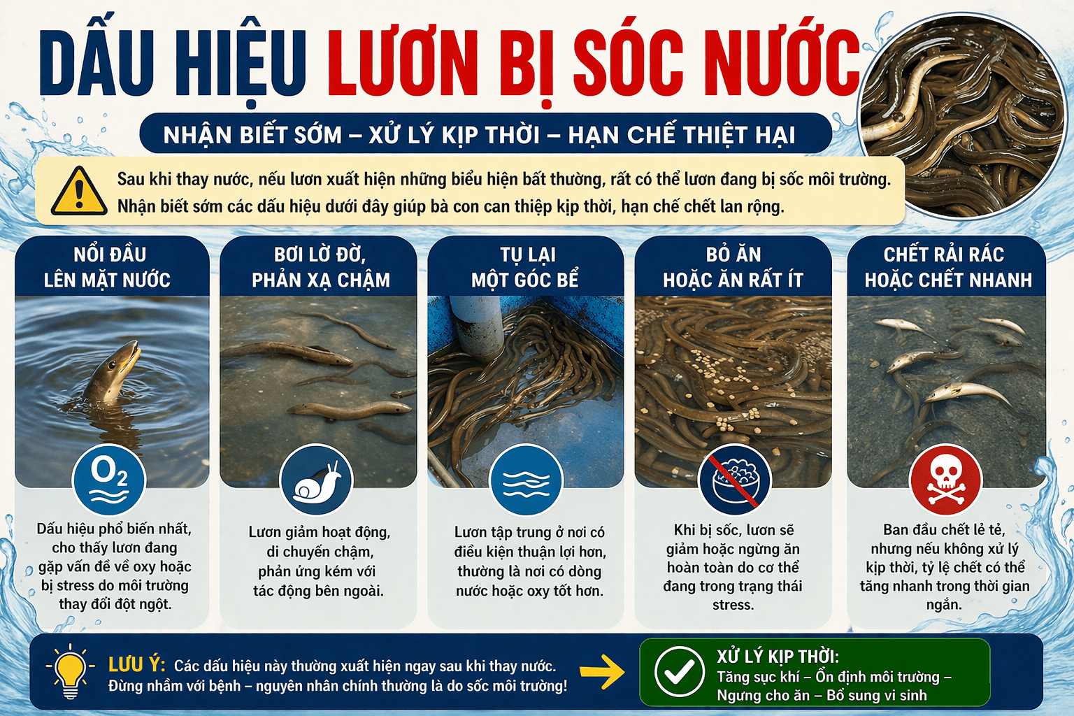 Dấu hiệu lươn bị sốc nước