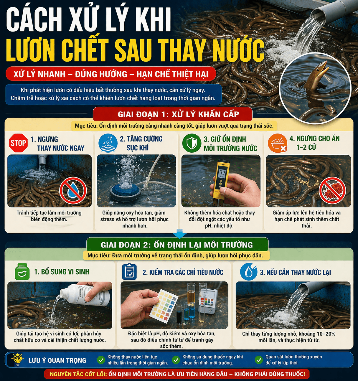 Cách xử lý khi lươn chết sau thay nước