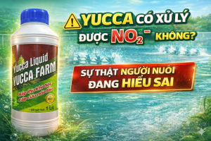 YUCCA CÓ XỬ LÝ ĐƯỢC NO₂ KHÔNG? HIỂU ĐÚNG ĐỂ TRÁNH MẤT TIỀN OAN