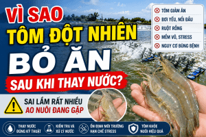 VÌ SAO TÔM ĐỘT NHIÊN BỎ ĂN SAU KHI THAY NƯỚC? SAI LẦM RẤT NHIỀU AO NUÔI ĐANG GẶP