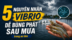 5 nguyên nhân khiến Vibrio dễ bùng phát sau mưa trong ao tôm