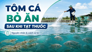 TÔM CÁ BỎ ĂN SAU KHI TẠT THUỐC: NGUYÊN NHÂN VÀ CÁCH XỬ LÝ ĐÚNG