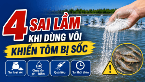 4 Sai Lầm Khi Dùng Vôi Khiến Tôm Bị Sốc