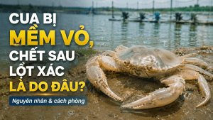 Cua bị mềm vỏ, chết sau lột xác là do đâu? Cách phòng và xử lý
