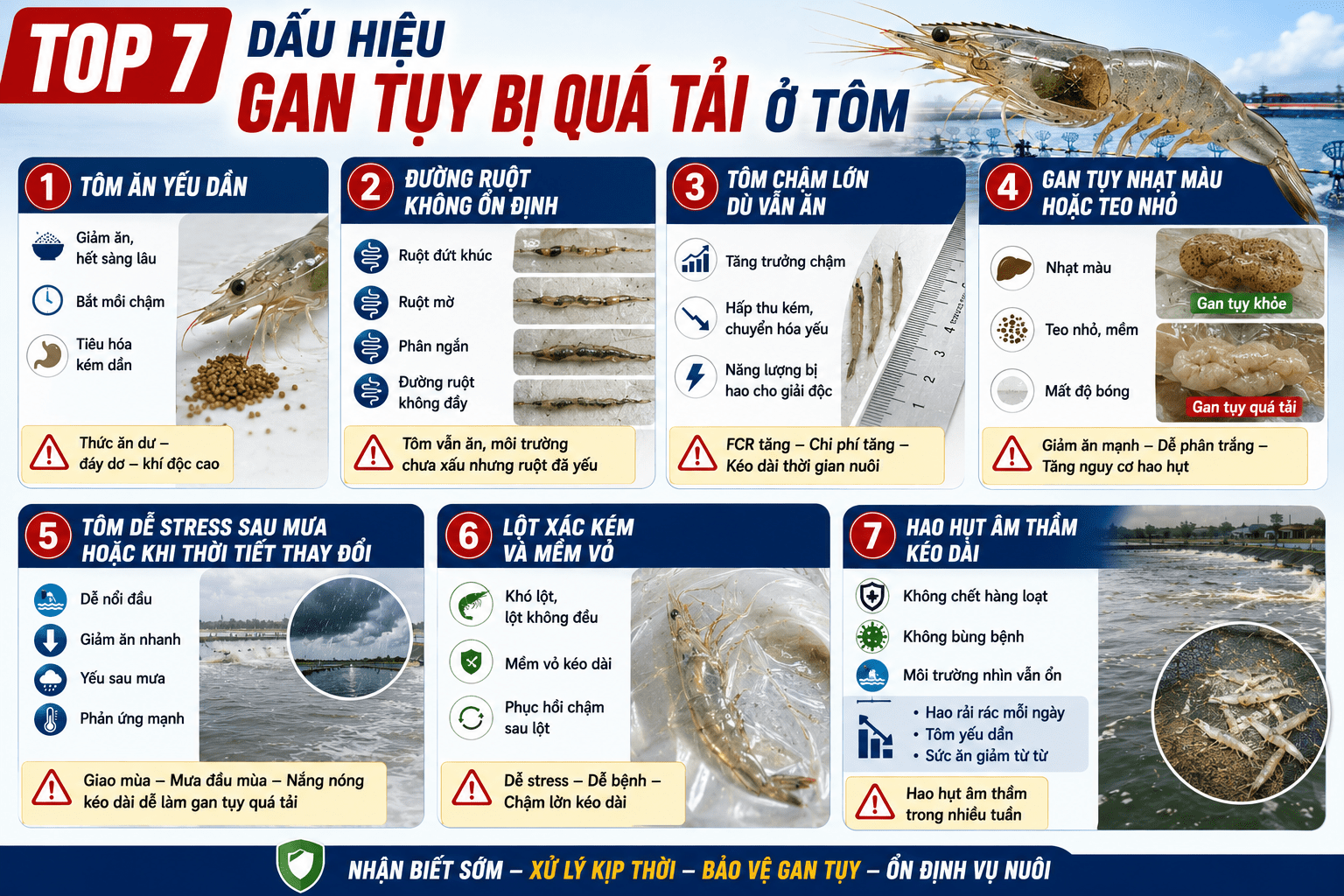 TOP 7 DẤU HIỆU GAN TỤY BỊ QUÁ TẢI Ở TÔM