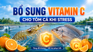 BỔ SUNG VITAMIN C CHO TÔM CÁ KHI STRESS: DÙNG SAO CHO HIỆU QUẢ?