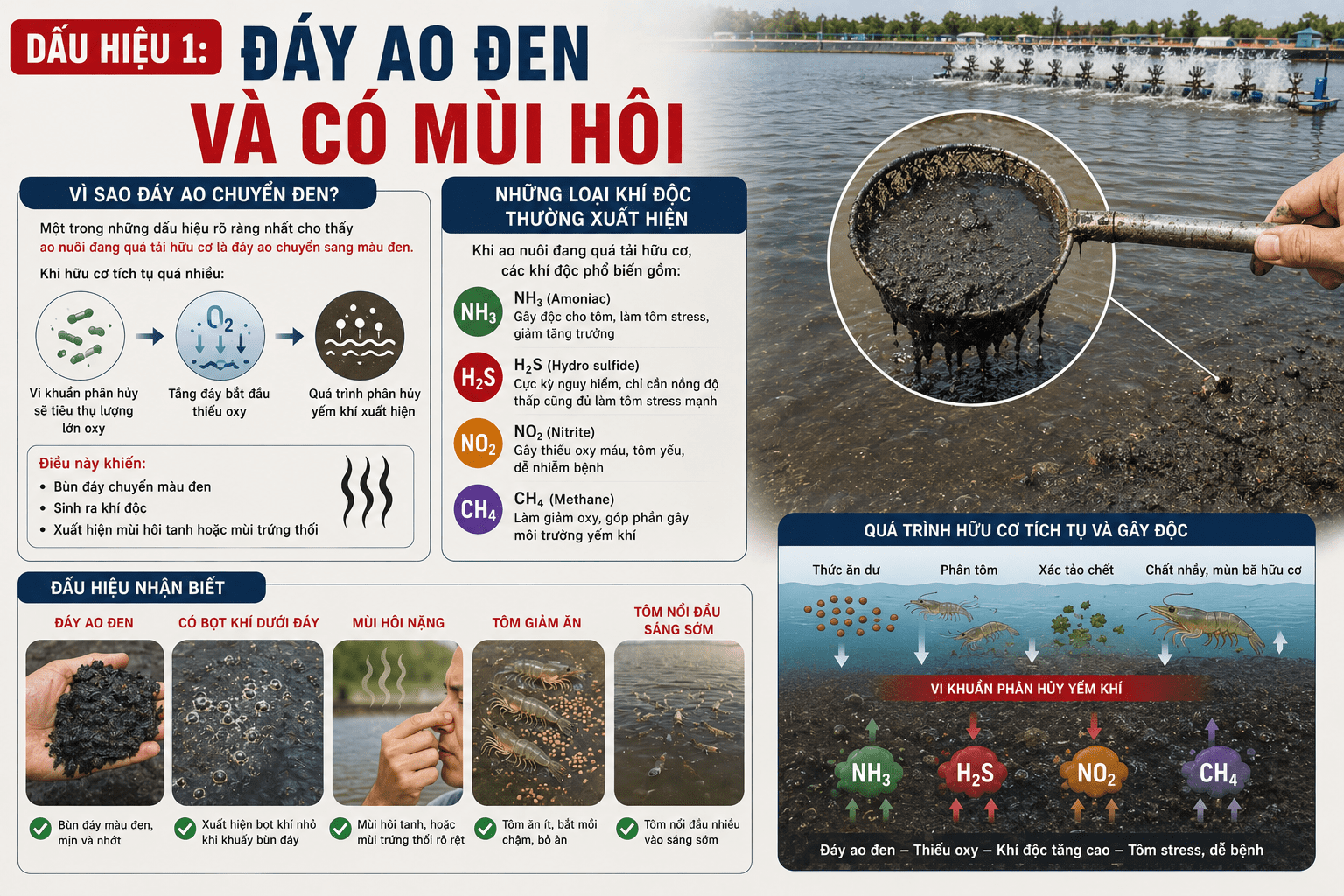 Dấu Hiệu 1: Đáy Ao Đen Và Có Mùi Hôi