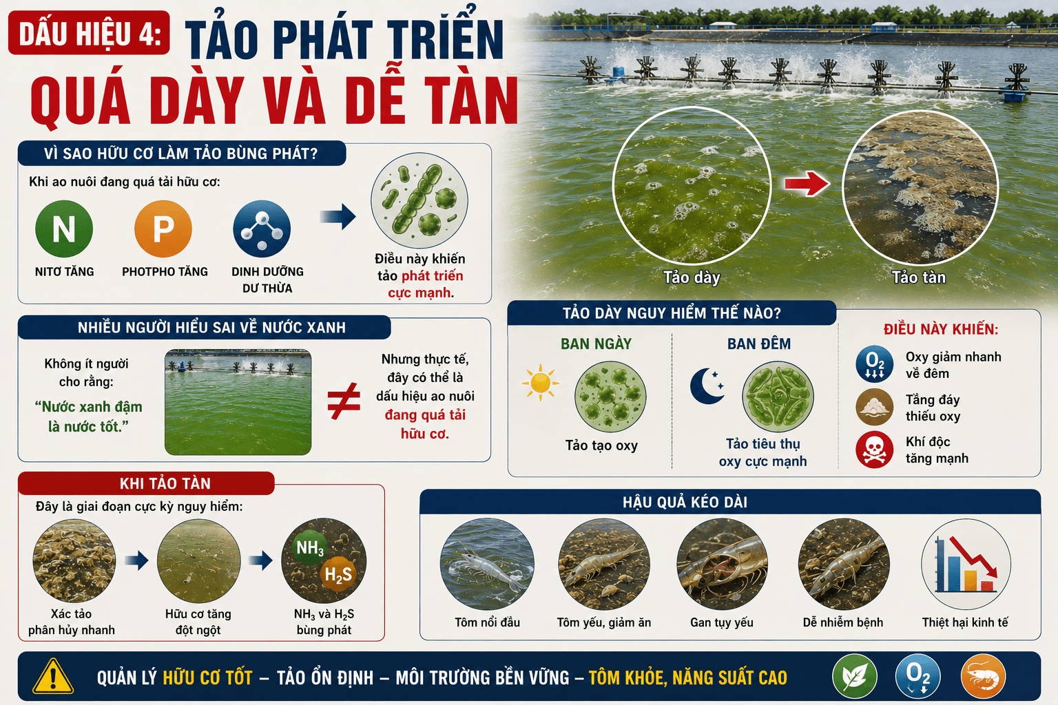 Dấu Hiệu 4: Tảo Phát Triển Quá Dày Và Dễ Tàn