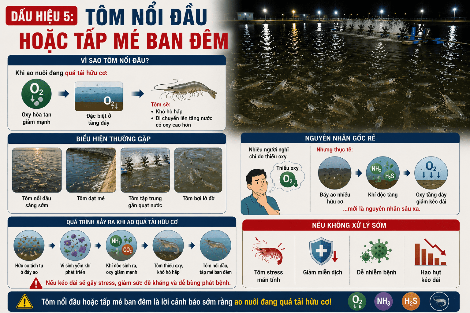 Dấu Hiệu 5: Tôm Nổi Đầu Hoặc Tấp Mé Ban Đêm