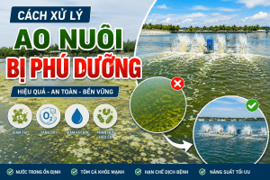 CÁCH XỬ LÝ AO NUÔI BỊ PHÚ DƯỠNG HIỆU QUẢ, GIẢM KHÍ ĐỘC VÀ ỔN ĐỊNH MÔI TRƯỜNG NƯỚC
