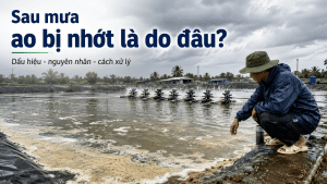 SAU MƯA AO BỊ NHỚT LÀ DO ĐÂU? CÁCH NHẬN BIẾT VÀ XỬ LÝ