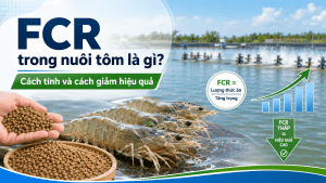 FCR trong nuôi tôm là gì? Cách tính và cách giảm FCR hiệu quả