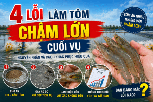 4 LỖI LÀM TÔM CHẬM LỚN CUỐI VỤ VÀ CÁCH KHẮC PHỤC HIỆU QUẢ