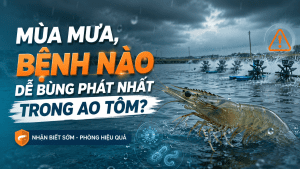 MÙA MƯA, BỆNH NÀO DỄ BÙNG PHÁT NHẤT TRONG AO TÔM?