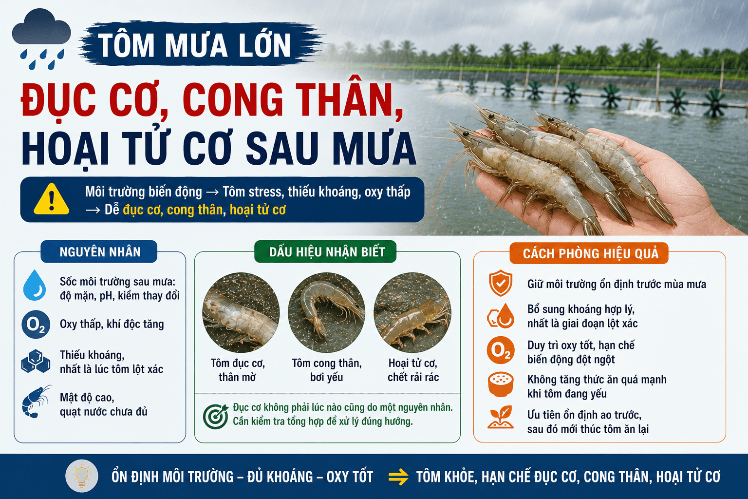 Đục cơ, cong thân, hoại tử cơ sau mưa