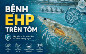 BỆNH EHP TRÊN TÔM: NGUYÊN NHÂN, DẤU HIỆU VÀ CÁCH PHÒNG NGỪA HIỆU QUẢ