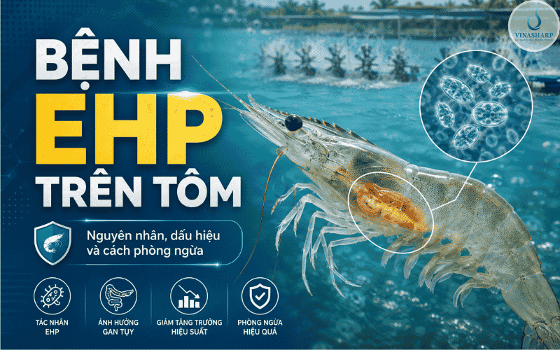 BỆNH EHP TRÊN TÔM: NGUYÊN NHÂN, DẤU HIỆU VÀ CÁCH PHÒNG NGỪA HIỆU QUẢ