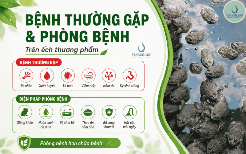 Bệnh thường gặp trên ếch