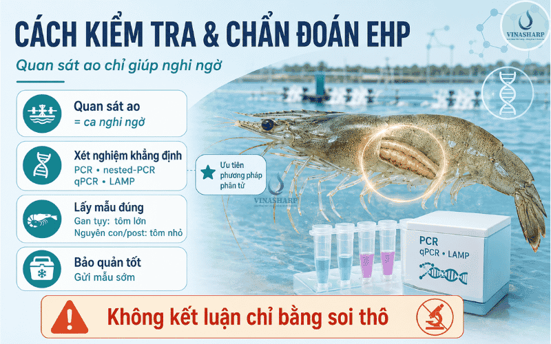 Cách kiểm tra và chẩn đoán EHP trên tôm