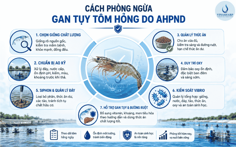 Cách Phòng Ngừa Gan Tuỵ Tôm Hỏng Do AHPND