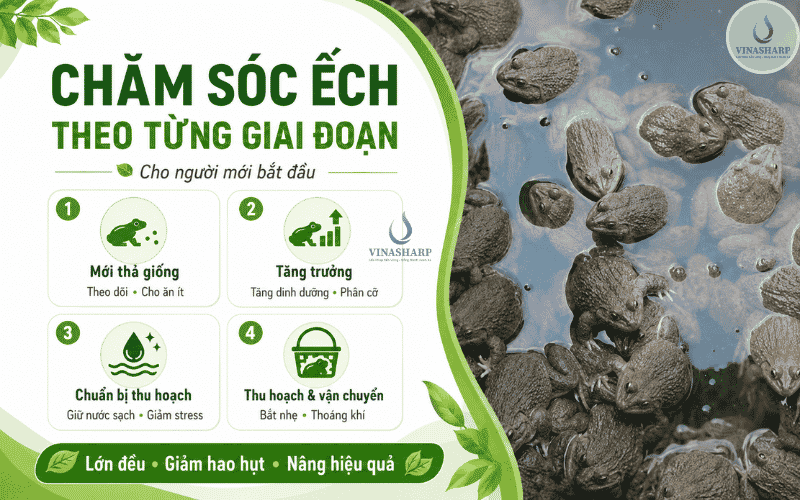 Chăm sóc ếch theo từng giai đoạn