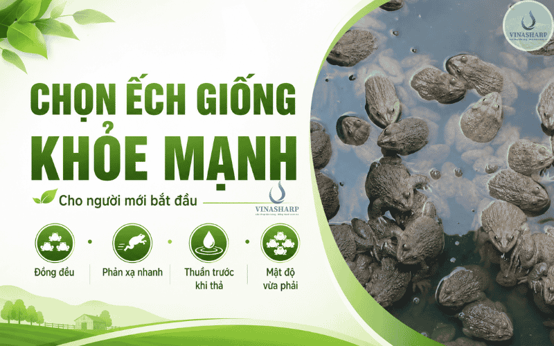 Cách chọn ếch giống khỏe mạnh