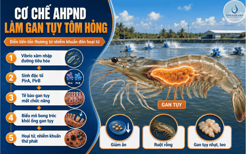 Cơ Chế AHPND Làm Gan Tuỵ Tôm Hỏng