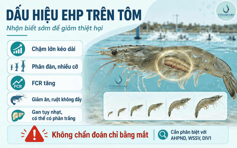 Dấu hiệu nhận biết EHP trên tôm